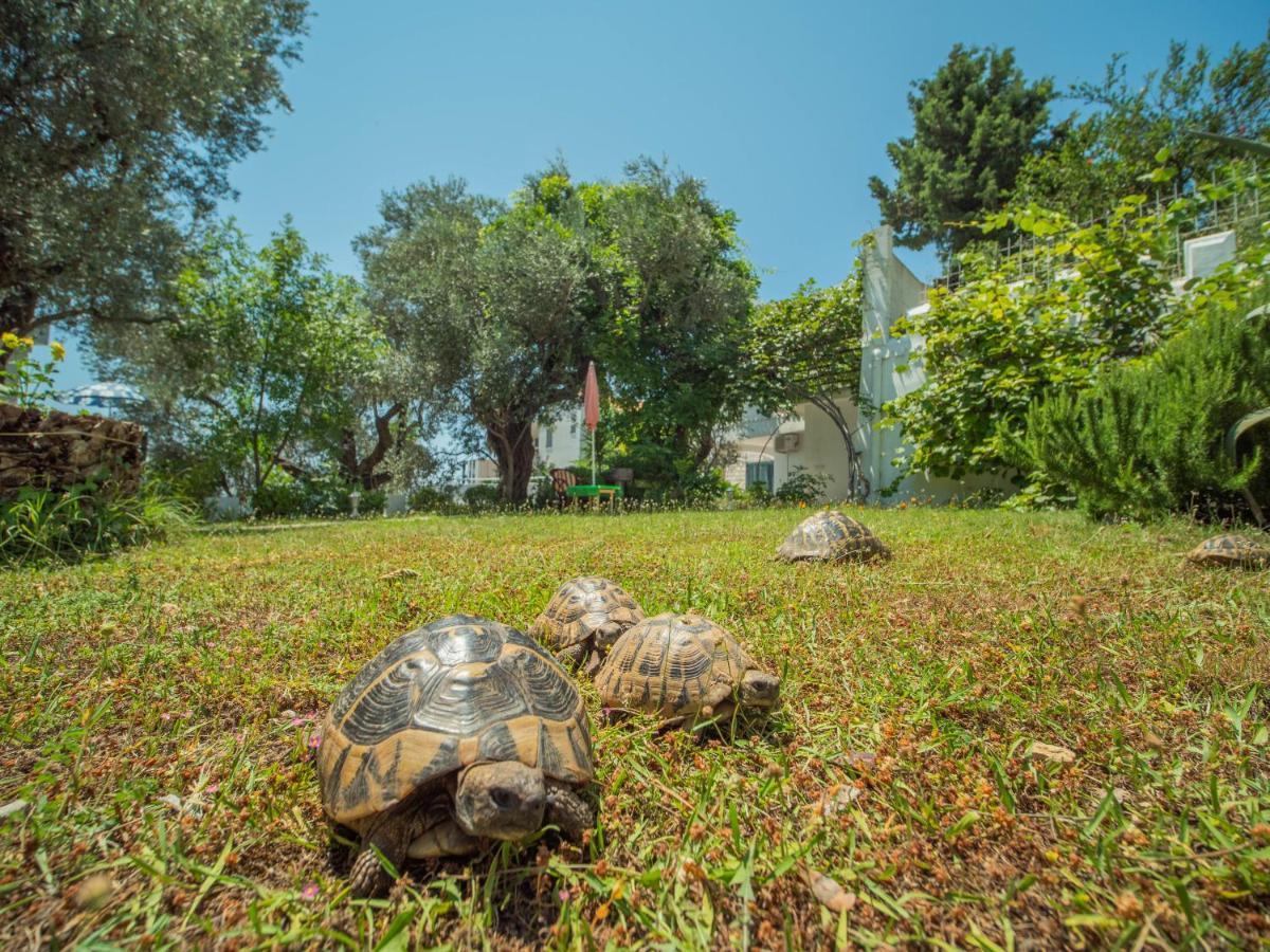 The Turtles Garden Villa Bečići Екстериор снимка